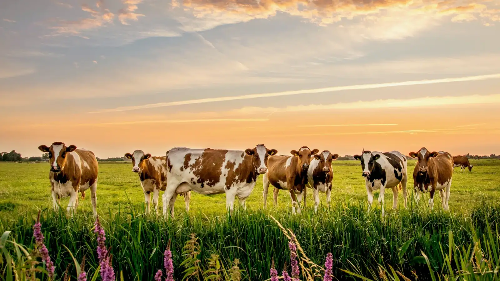 Livestock Management Solutions